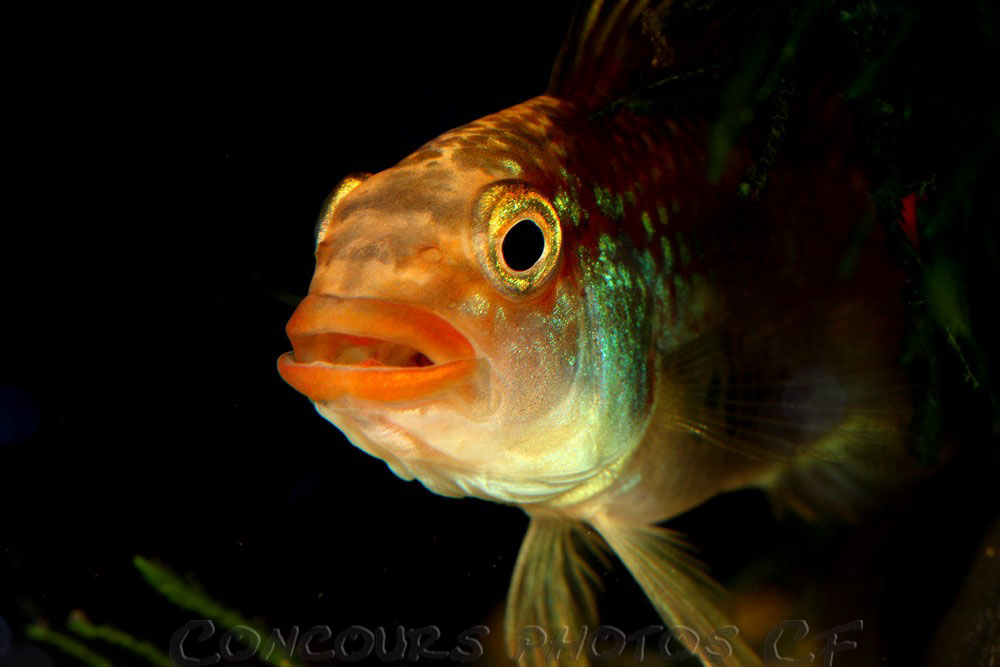 Apistogramma-cruzeiro.jpg