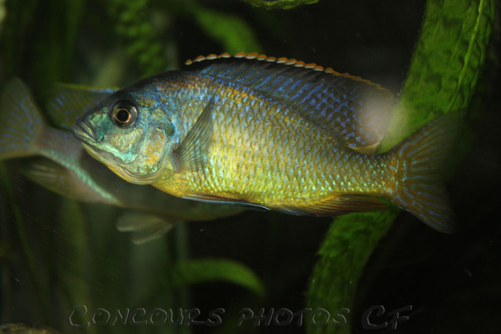 placidochromis-johnstoni1.jpg