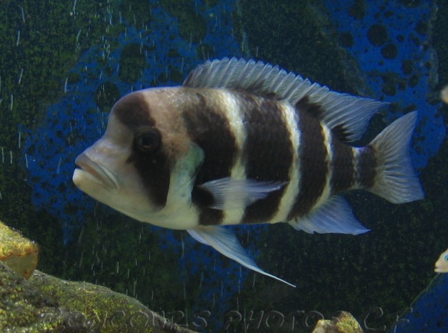 Cyphotilapia1.jpg