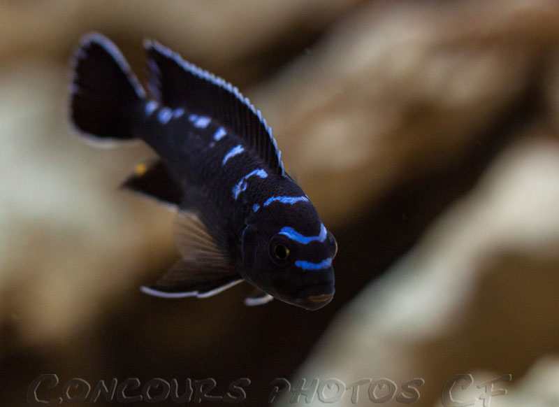 sp-elongatus-Haï-Reef.jpg