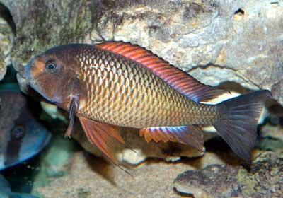 Tropheus-red-kachese.