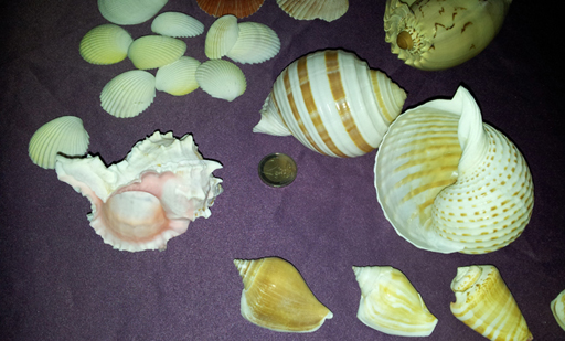 coquillages.jpg
