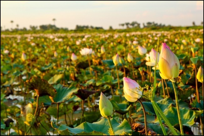 Tonle Sap Lake 7.jpg