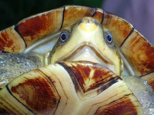 Tortue cf.jpg