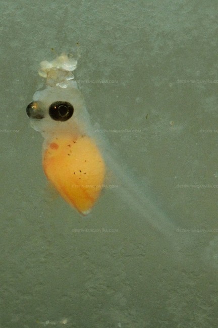 Larve de Telmatochromis bifrenatus, + glandes céphaliques (collantes).