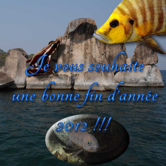 voeux-fin-2012.1.jpg