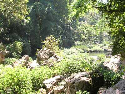 jungle cf.jpg