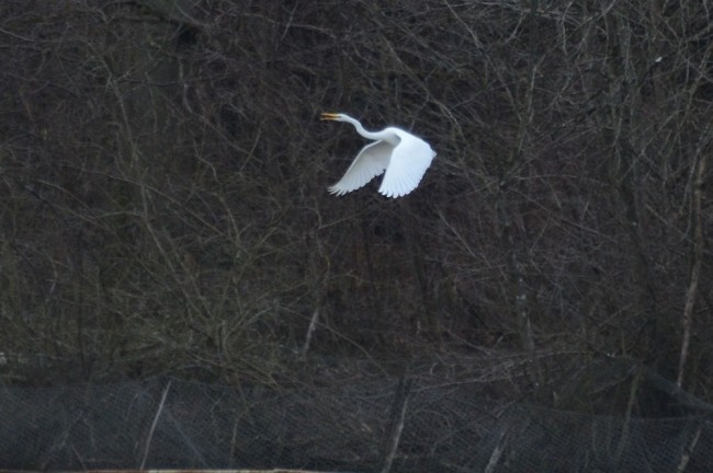 ardea-alba-a.jpg