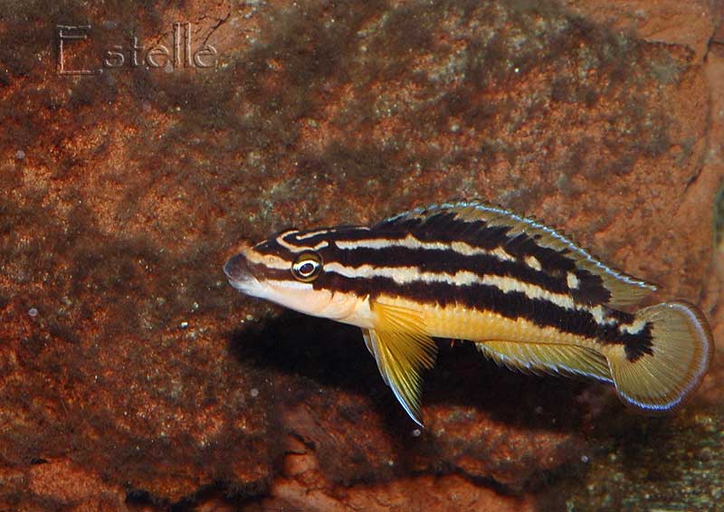 juidochromis-ornatus-d.jpg