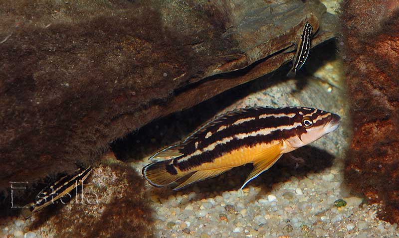 juidochromis-ornatus-e.jpg