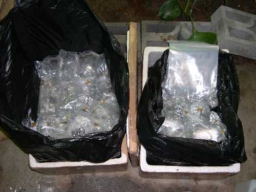 Mes caisses ça donne ça, environ 70 poissons dedans mais moi je prends entre 2 cm et 25 cm ...