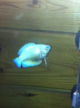 poisson 1.png