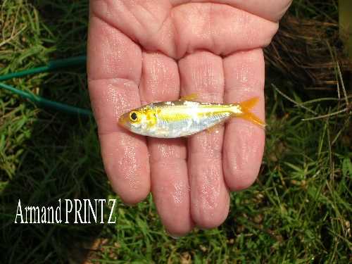 Astianax laguna Catazaja cf.jpg