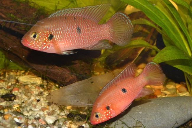 le couple d'hemichromis sp "gabon;riviere lekoni" hacheter a Xavier a vichy en 2011.<br />ce couple est chez benlapaille qui est de temps en temps sur CF.