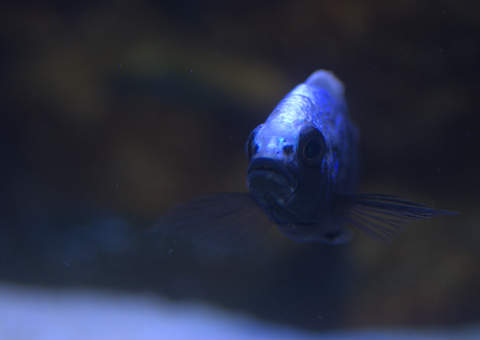 copadichromis trewavasae lupingo