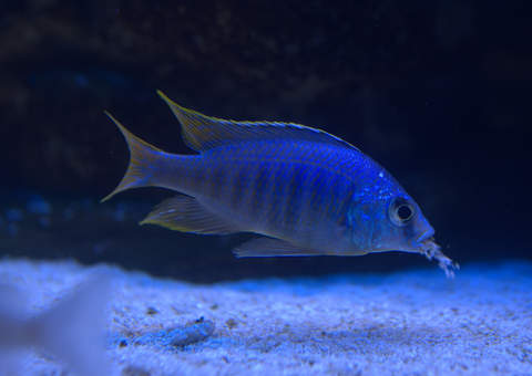 placidochromis sp jalo ; jalo reef
