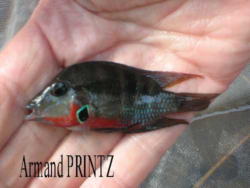 Thorichthys meecki rio Misol Ha.jpg