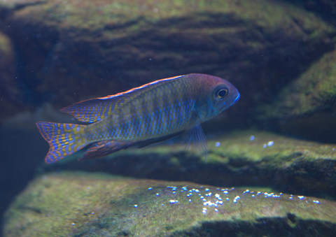 lethrinops red cap itungi