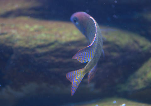 lethrinops red cap itungi