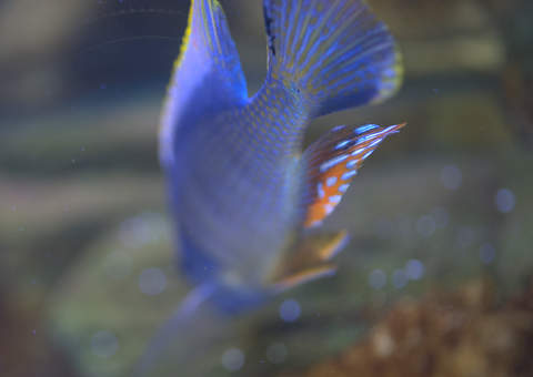 protmelas steveni ;Taiwan reef