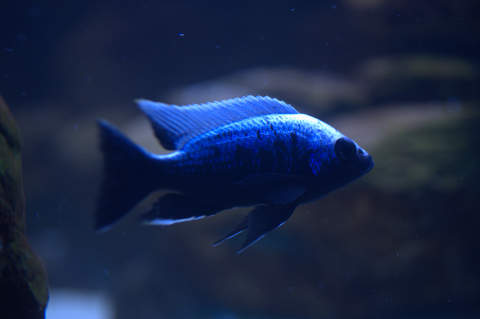 copadichromis trewavasae lupingo