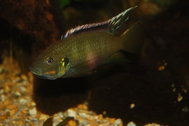 femelle benito nigrodorsalis en incubation.<br />Bien qu'elle soit la plus disponible dans le hobby cette espèces est magnifiquement coloré.
