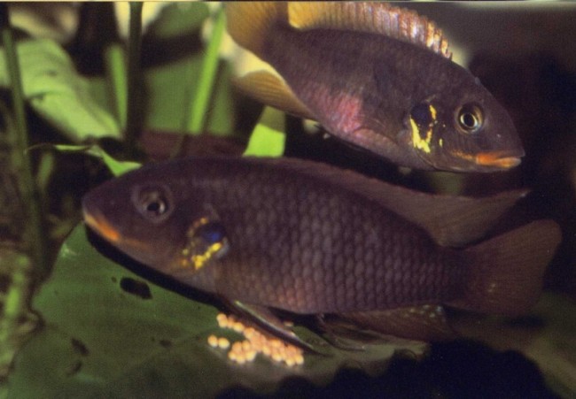 benito riomuniensis.jpg