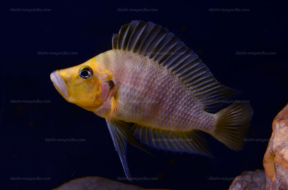 Mâle Altolamprologus compressiceps 'Kantalamba'.