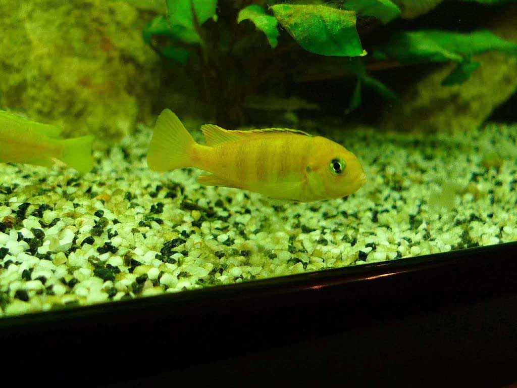 male saulosi 2