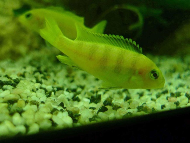 male saulosi 1