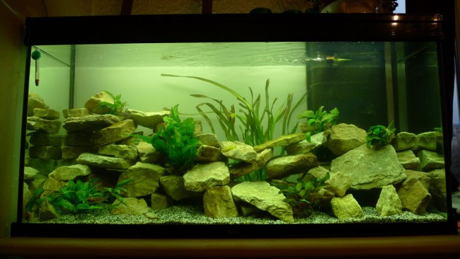 décor mbuna modifié