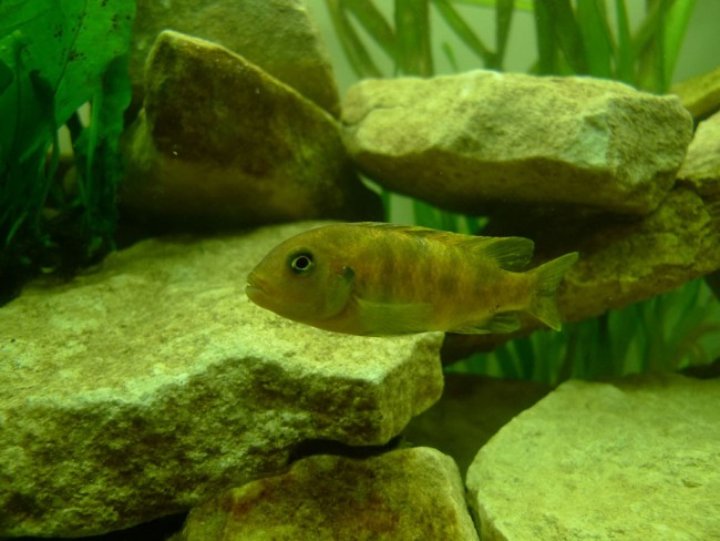 male mbenji2