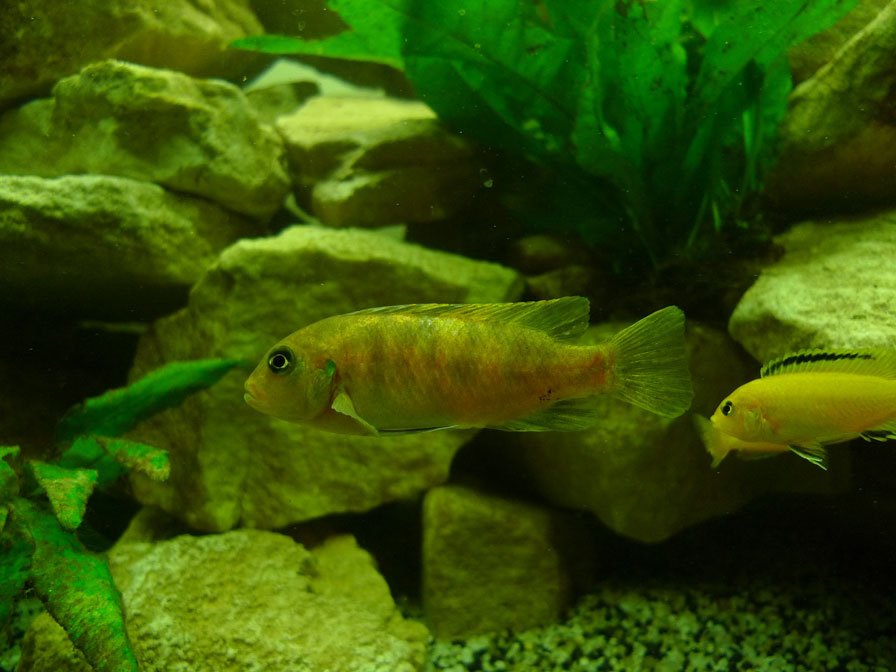 mbenji 2