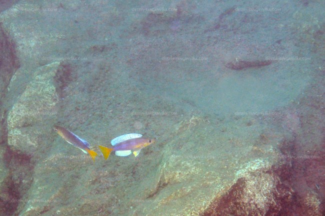 Cyprichromis leptosoma à Kabogo.