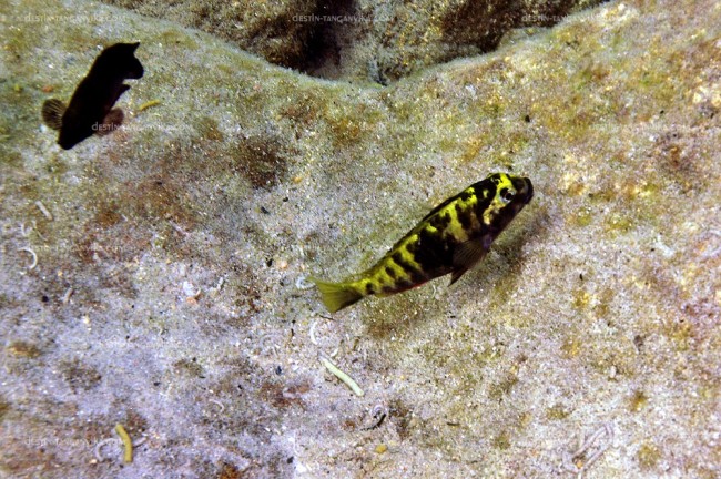 Simochromis aff. babaulti à Kekese.