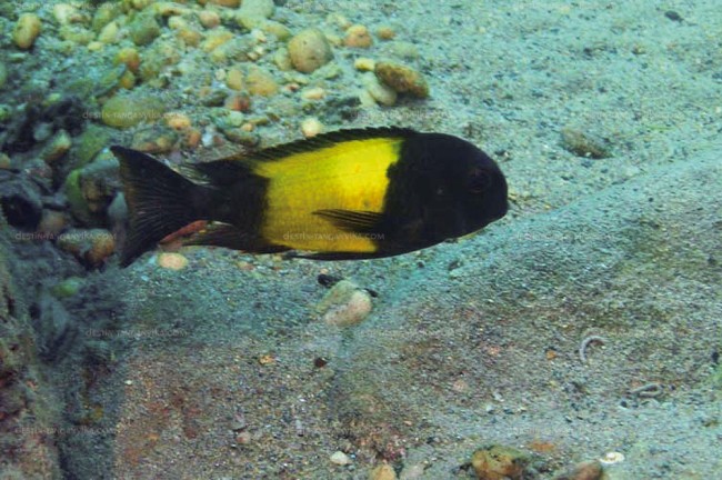 Tropheus sp. ikola à Kekese.