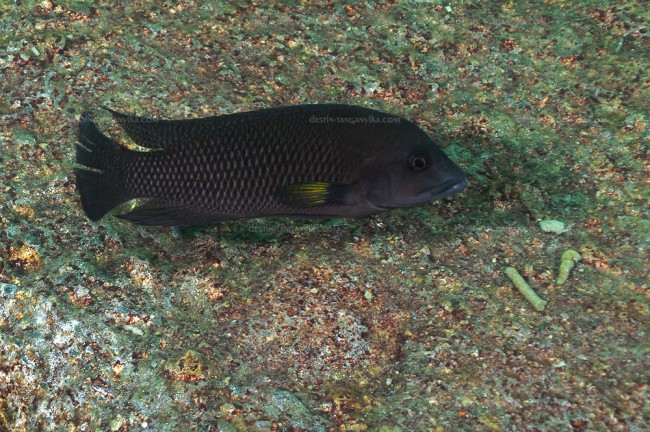 Neolamprologus modestus, île de Mamalesa.