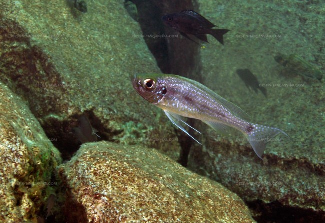 Haplotaxodon microlepis à Slaf rocks.