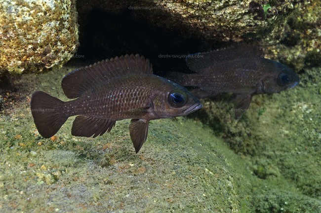 Paleolamprologus toae à Helembe.