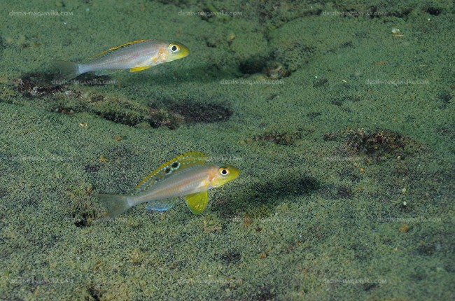 Xenotilapia sp. sunflower à Molwe.