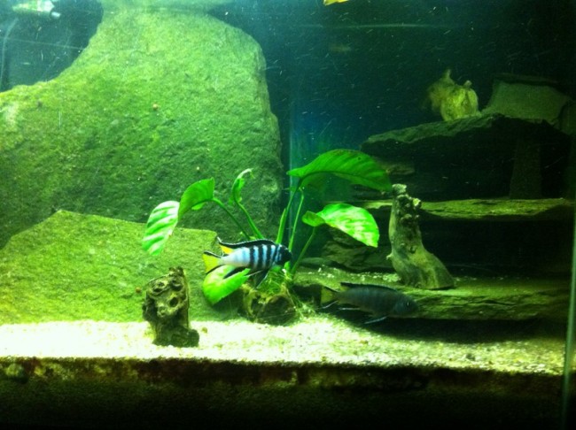 couple pseudotropheus