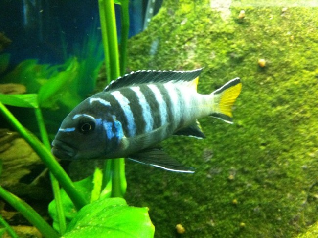 male