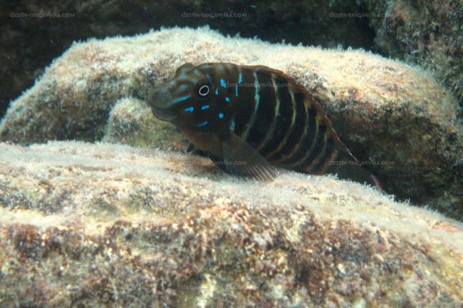 Eretmodus marksmithi à Mpimbwe.