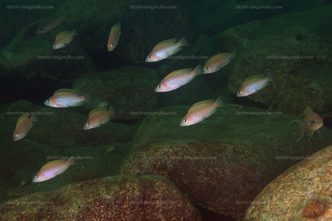 Neolamprologus caudopunctatus (île de Mamalesa.