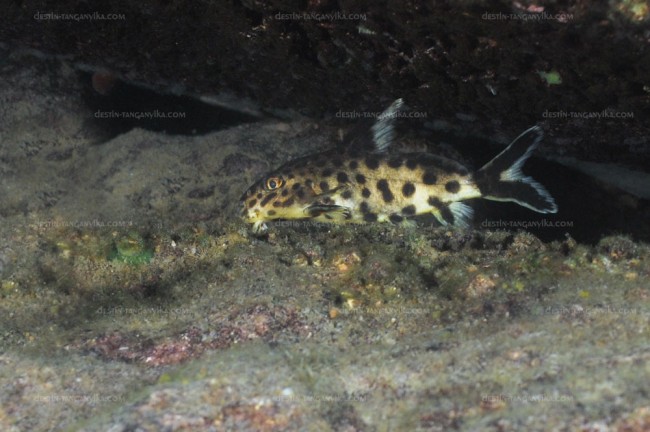 Synodontis polli à Muzi.