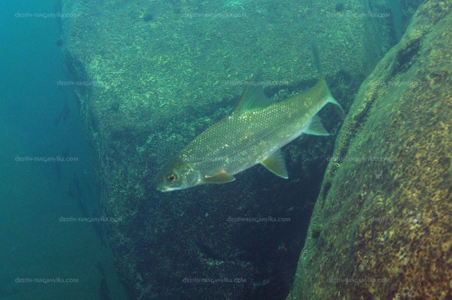 Acapoeta tanganicae à Mtosi.