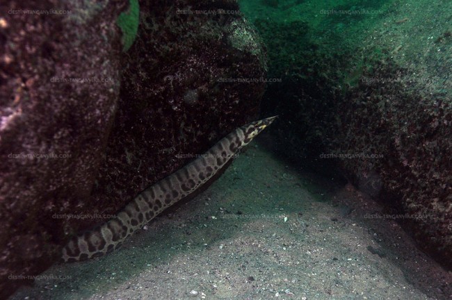 Mastacembelus ellipsifer à Kasanga.