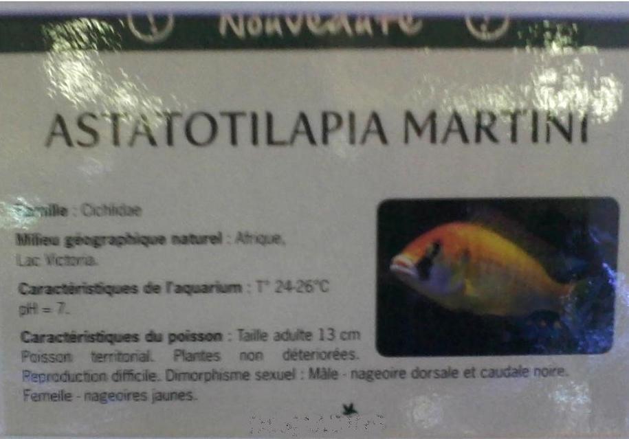 Astatotilapia martini.JPG