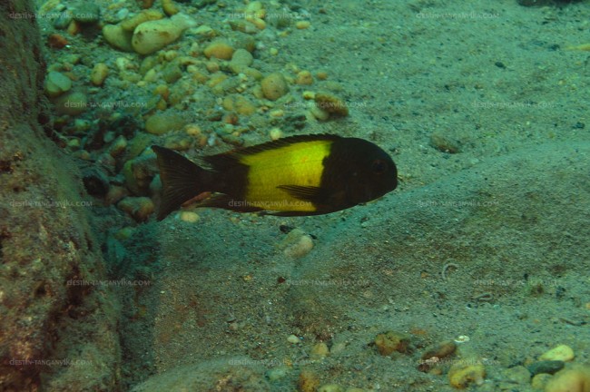 Tropheus sp. ikola à Kekese.