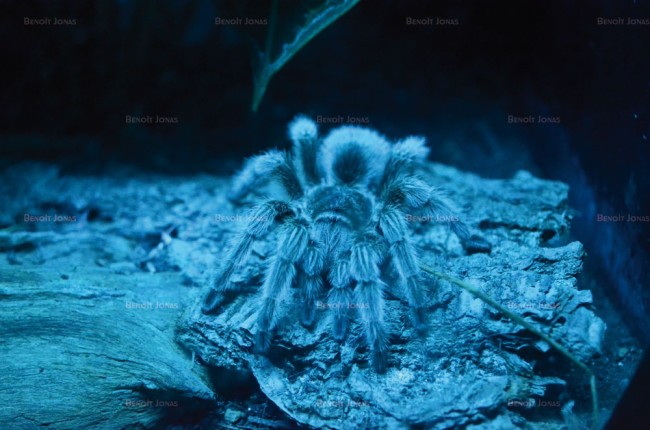 Mygale sp.